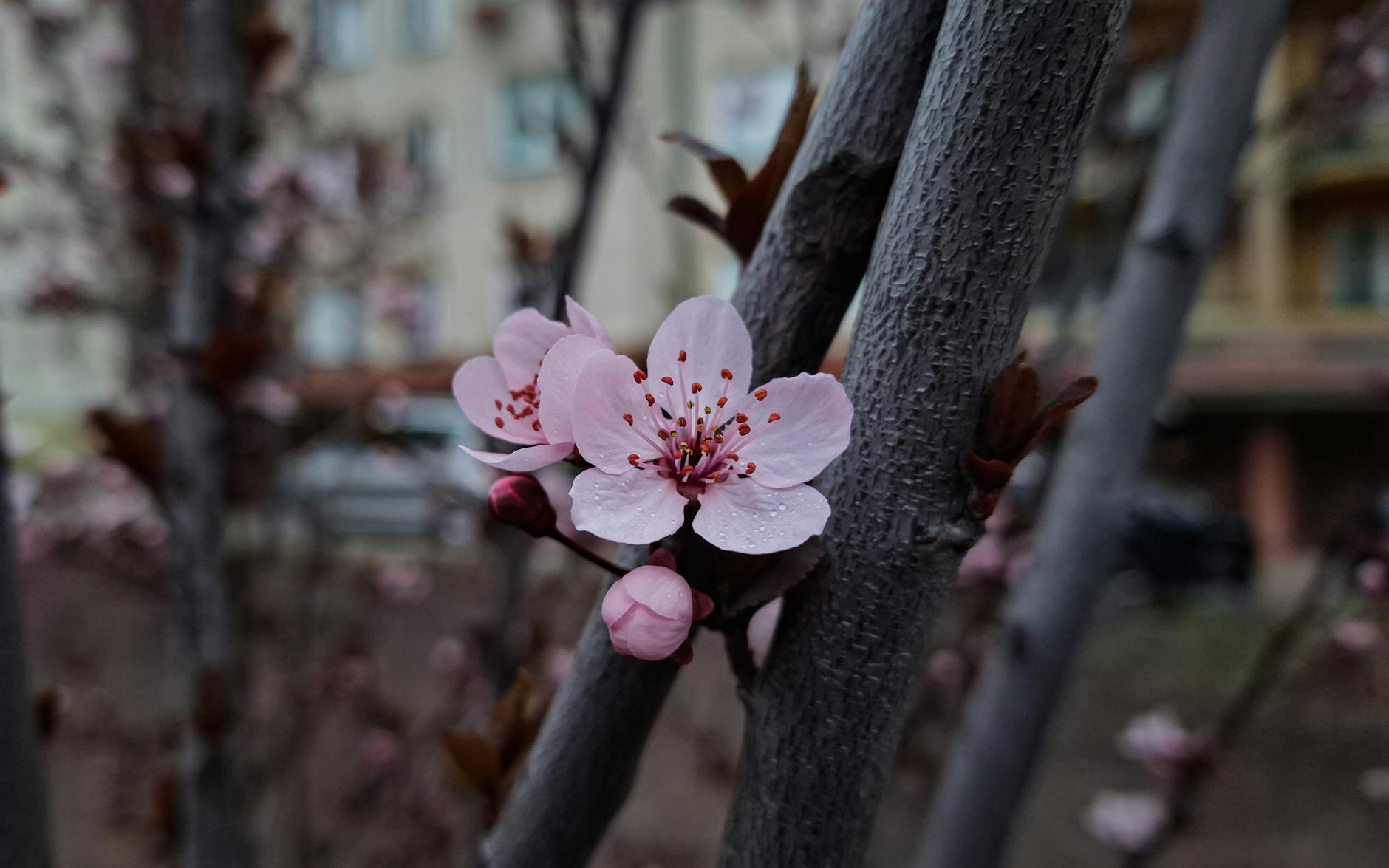 Malowniczy widok kwitnących drzew wiśni i czereśni w Kowarach, otulających miasto różowym i białym kwieciem.